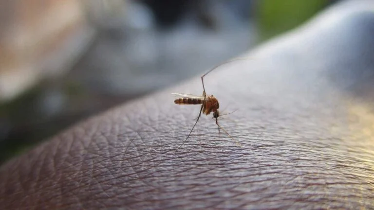 Aumento del dengue en Latinoamérica alerta a especialistas de la salud en el país