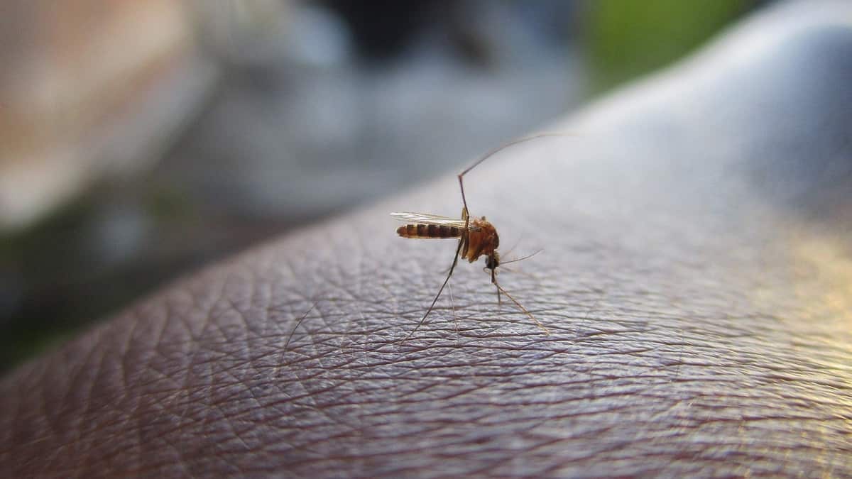 Aumento del dengue en Latinoamérica alerta a especialistas de la salud en el país