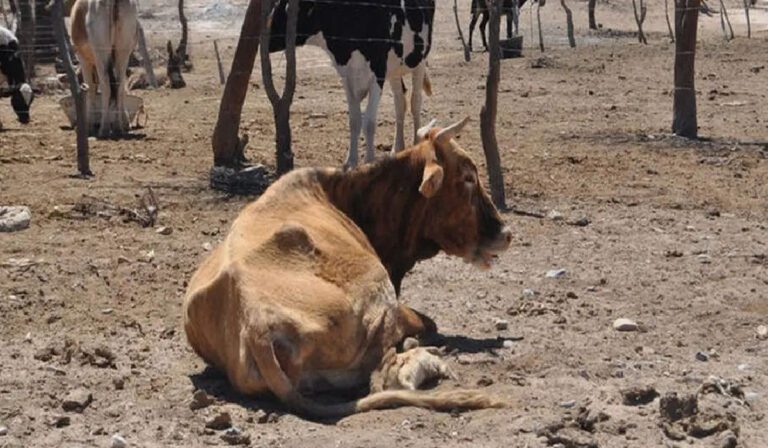 Sequía en Magdalena causa la muerte de cientos de reses