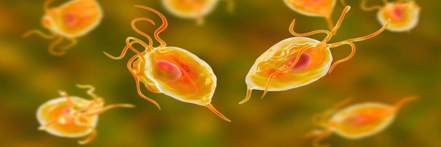 La tricomoniasis, una ETS común y subestimada