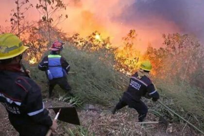 Incendios forestales arrasan la biodiversidad de Venezuela