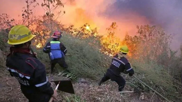 Incendios forestales arrasan la biodiversidad de Venezuela