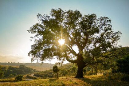 11 años del Día Mundial de la Naturaleza