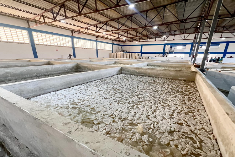 Planta procesadora de medusas en Coro se prepara para exportar a China