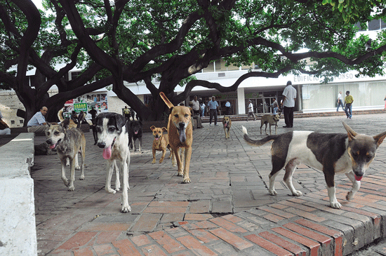 Delincuentes envenenaron a más de 15 perros en Valledupar