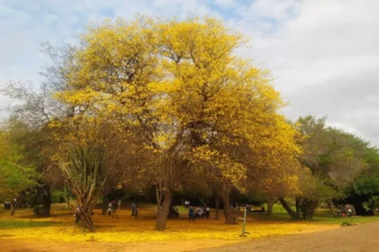 Secretaría de turismo anuncia traslados gratuitos al Jardín Botánico de Maracaibo
