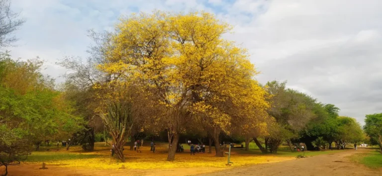 Secretaría de turismo anuncia traslados gratuitos al Jardín Botánico de Maracaibo