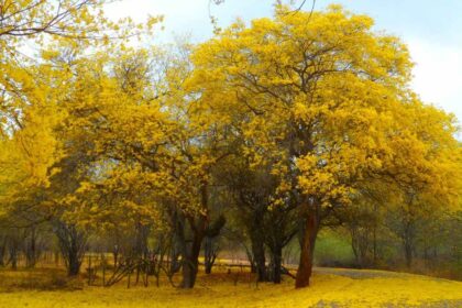 El Jardín Botánico de Maracaibo se vestirá de amarillo con el florecimiento de los curarires