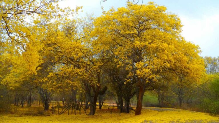 El Jardín Botánico de Maracaibo se vestirá de amarillo con el florecimiento de los curarires
