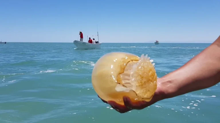 Aumento de medusas «Bolas de Cañón» en playas venezolanas