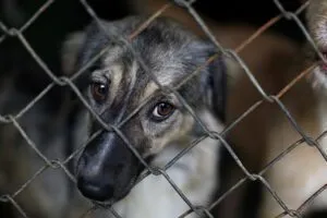Ministerio Público procesa a más de 300 personas por maltrato animal