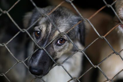 Ministerio Público procesa a más de 300 personas por maltrato animal