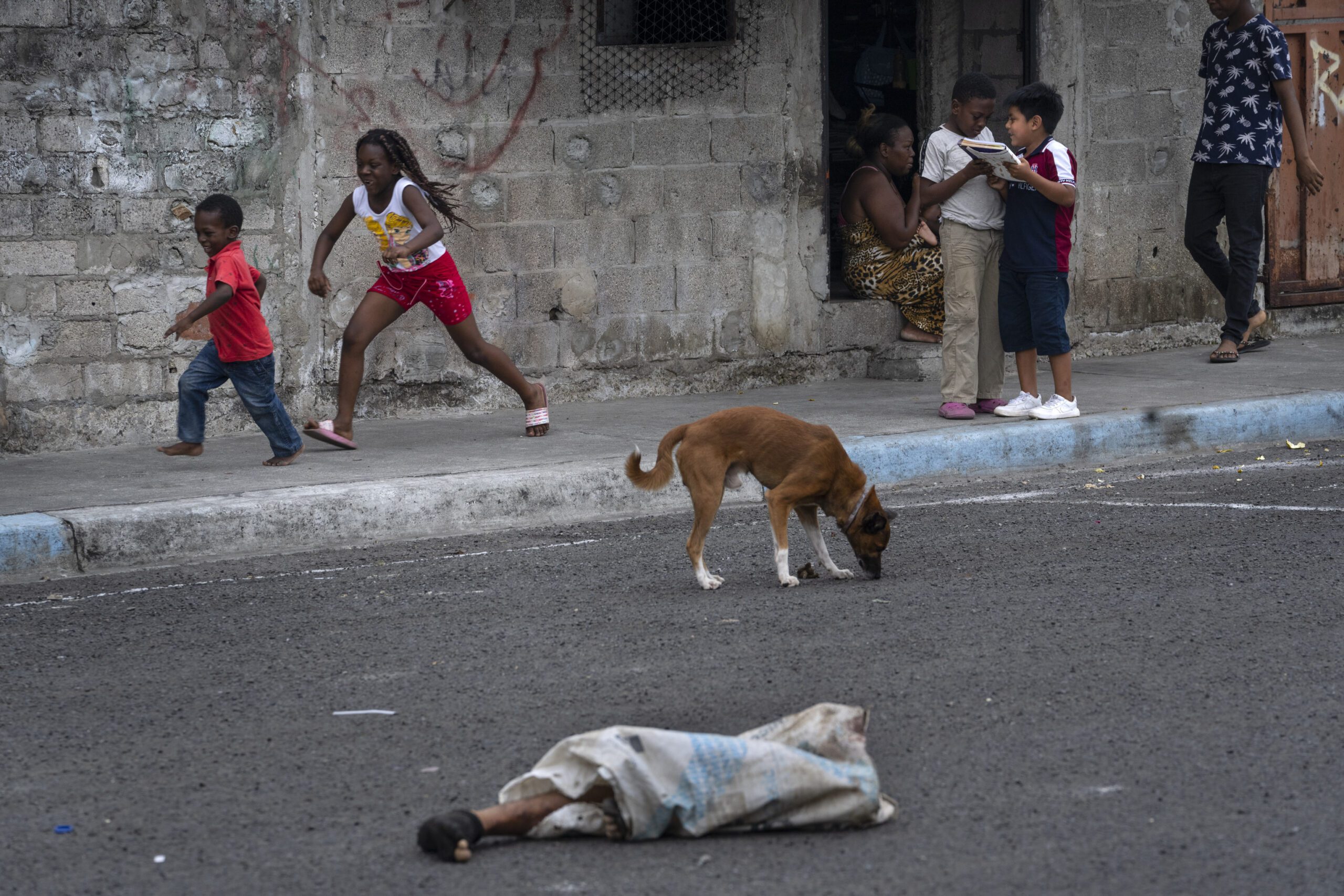 Turquía debate proyecto de ley para sacrificar perros callejeros