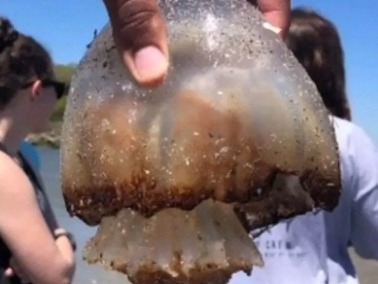 Medusas bola de cañón amenazan la temporada de pesca en el estado Aragua