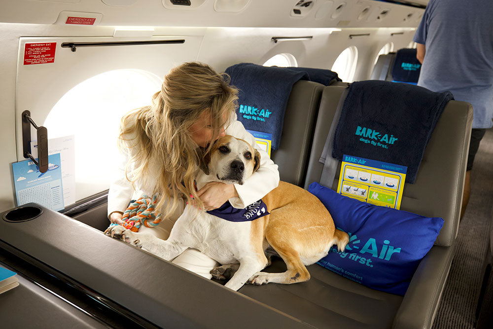 Bark Air, nueva aerolínea para viajar con mascotas