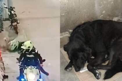 Policías que golpearon a un perro en Bogotá son separados del servicio