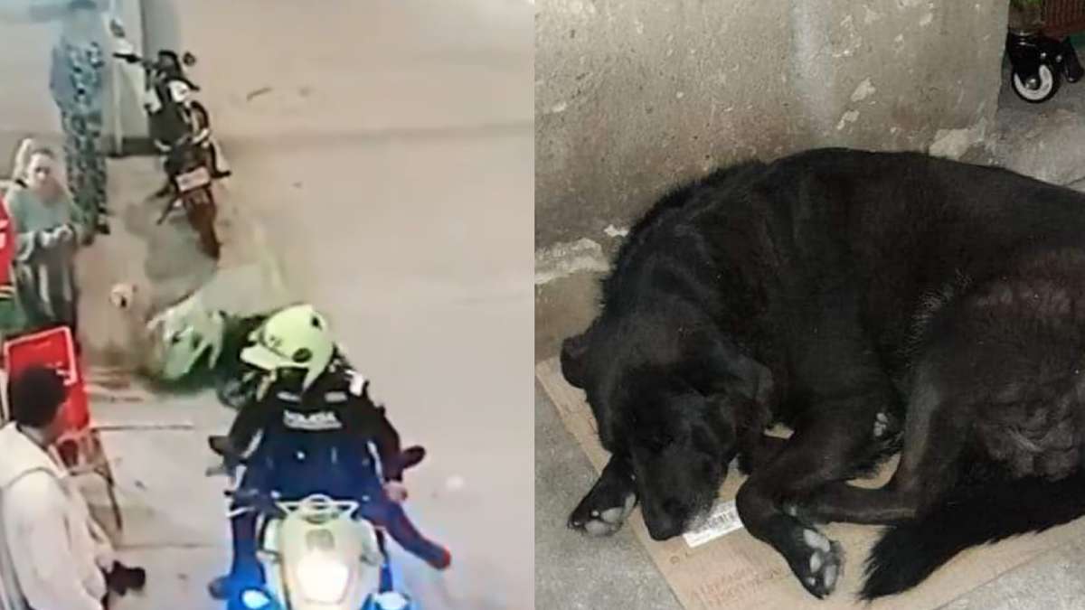 Policías que golpearon a un perro en Bogotá son separados del servicio Policías que golpearon a un perro en Bogotá son separados del servicio