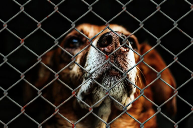 Fiscalía General anunció 6 años de cárcel y 500 dólares de multa por maltrato animal