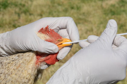 Registran primer caso de infección humana por H5N2 en México