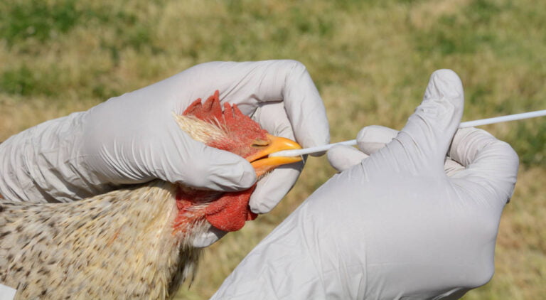 Registran primer caso de infección humana por H5N2 en México