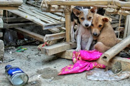 Gobierno turco sacrificará cuatro millones de perros callejeros