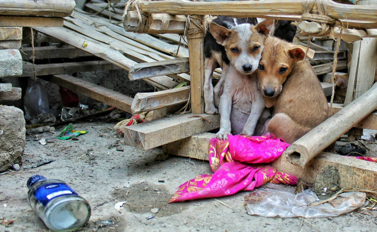 Gobierno turco sacrificará cuatro millones de perros callejeros