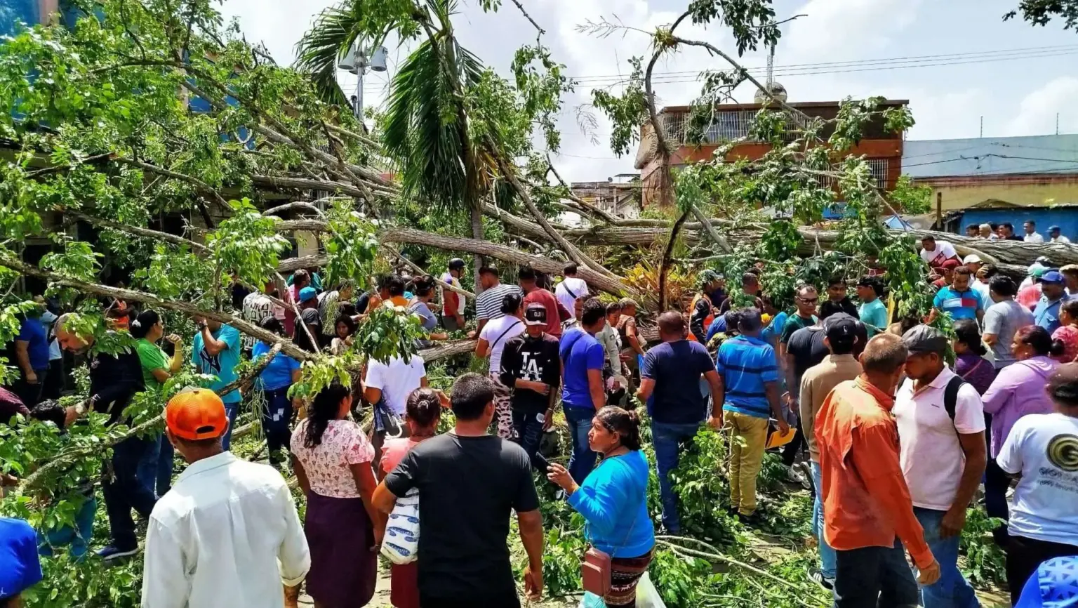 Caída de árbol centenario en Tucupita deja dos muertos Caída de árbol centenario en Tucupita deja dos muertos