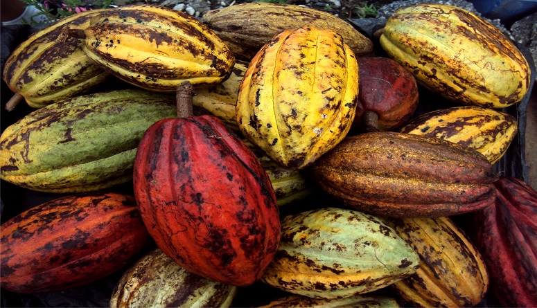Cacao venezolano es visto como una opción de inversión para Bank of America
