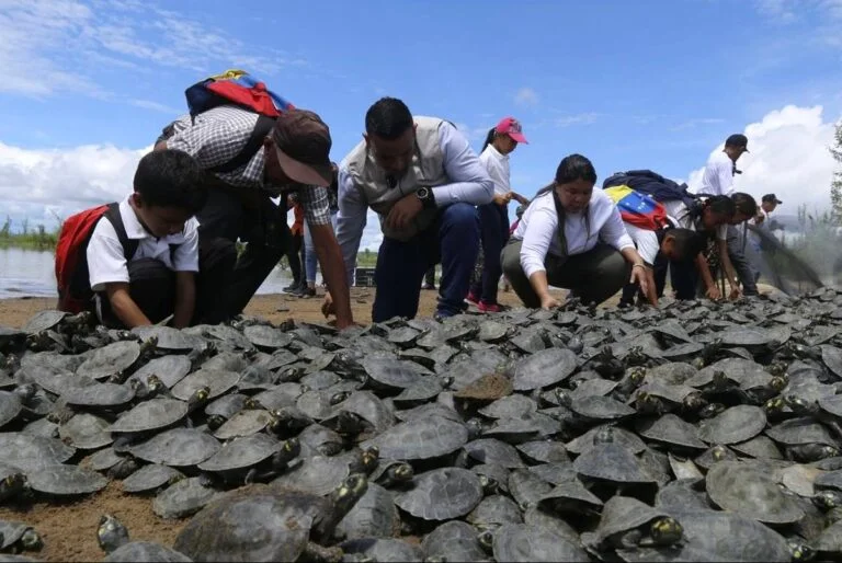 Liberaron 21.000 tortugas de dos especies en el Río Orinoco