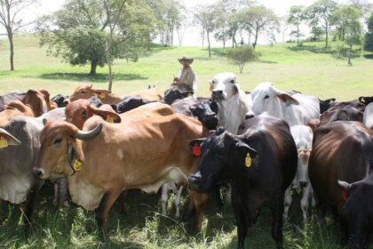 Cuatreros robaron 78 animales de una finca en Machiques de Perijá
