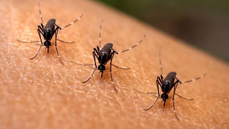 Aumentan casos de dengue en El Salvador: 35 niños han sido internados en 24 horas
