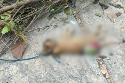 Indignación en Barquisimeto: Ahorcan gatos con cordones de zapatos