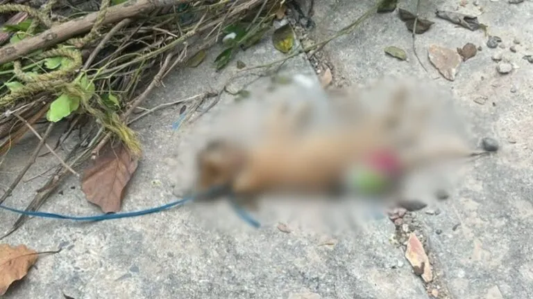Indignación en Barquisimeto: Ahorcan gatos con cordones de zapatos