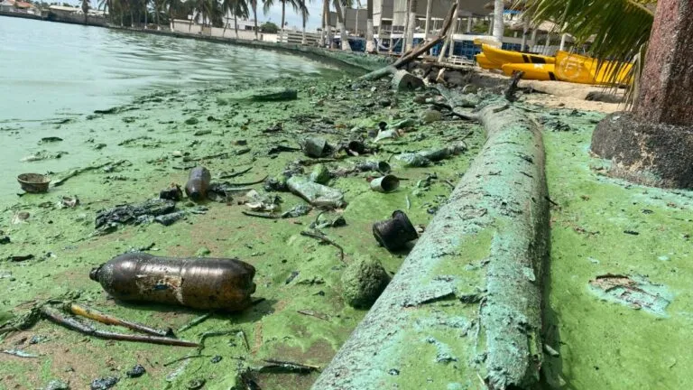 Alerta ambiental: El Lago de Maracaibo en peligro por la proliferación del verdín