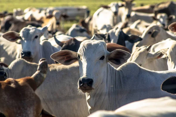 Machiques vacas