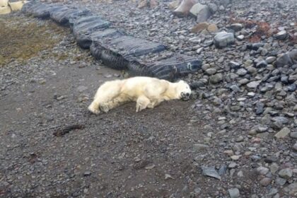 Un oso polar abatido por la policía en Islandia tras ser considerado una amenaza