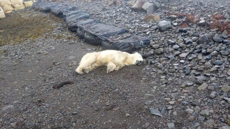 Un oso polar abatido por la policía en Islandia tras ser considerado una amenaza
