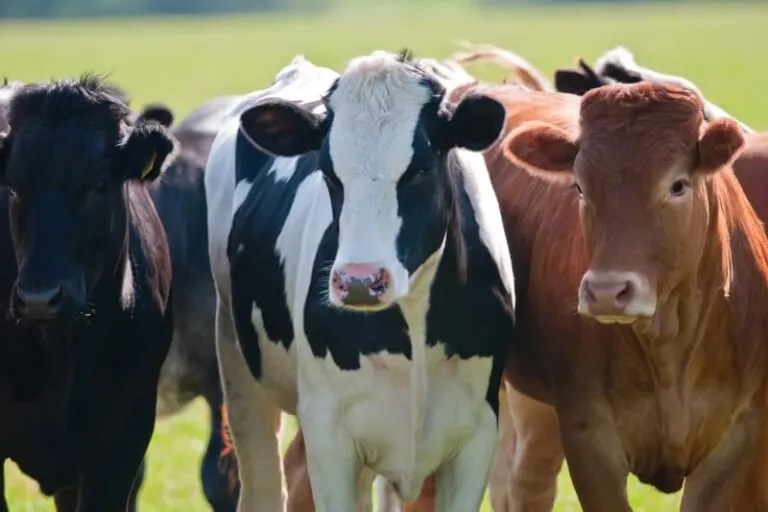 Robo en Machiques: delincuentes despojan a productores de 12 vacas