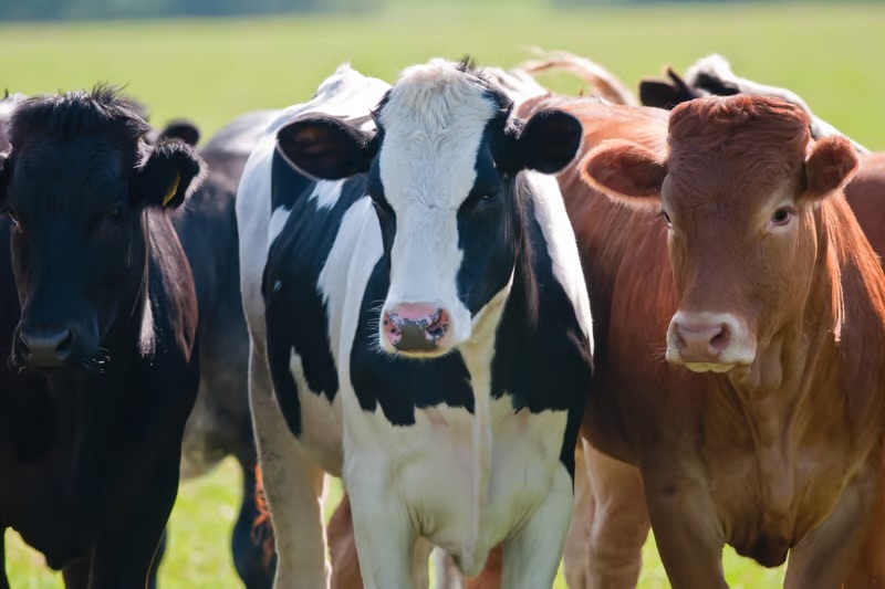 Robo en Machiques: delincuentes despojan a productores de 12 vacas Robo en Machiques: delincuentes despojan a productores de 12 vacas