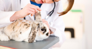 Niño de 9 años mata a 23 animales en hospital veterinario en Brasil