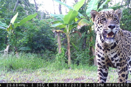 Fundación Mapache Ecoaventura denuncian la muerte de un jaguar en la Sierra de Perijá