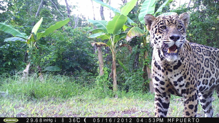 Fundación Mapache Ecoaventura denuncian la muerte de un jaguar en la Sierra de Perijá
