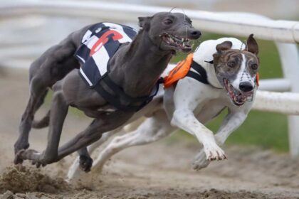 Nueva Zelanda prohíbe las carreras de galgos a partir de 2026