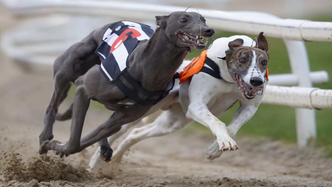 Nueva Zelanda prohíbe las carreras de galgos a partir de 2026