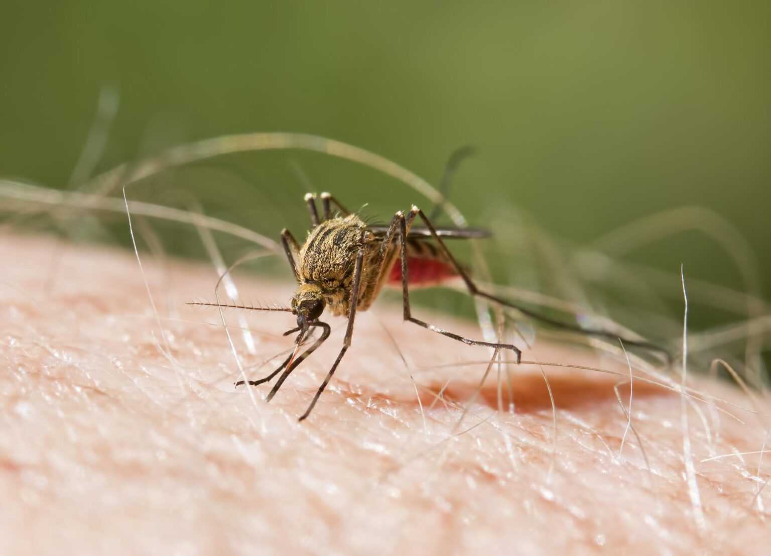 Malaria causa 597,000 muertes en 2023 según el nuevo informe de la OMS Malaria causa 597,000 muertes en 2023 según el nuevo informe de la OMS