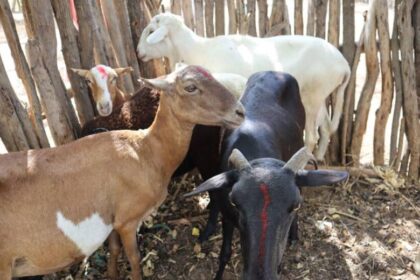 Emergencia sanitaria en La Guajira por brote de ántrax