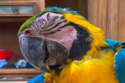 Fiscal General abre caso tras muerte de guacamaya en canchas de pádel de Caracas