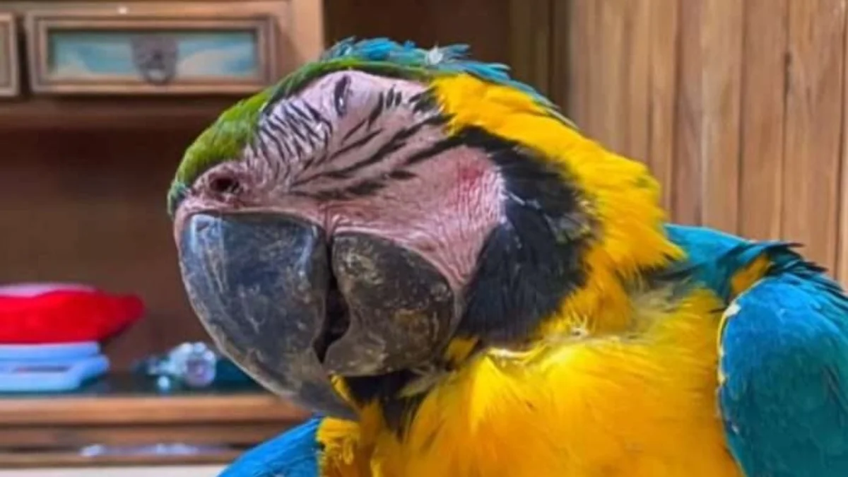 Fiscal General abre caso tras muerte de guacamaya en canchas de pádel de Caracas Fiscal General abre caso tras muerte de guacamaya en canchas de pádel de Caracas