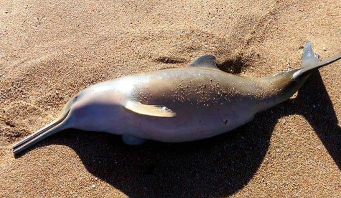 Delfín muere en Argentina tras ser retirado del agua para una foto