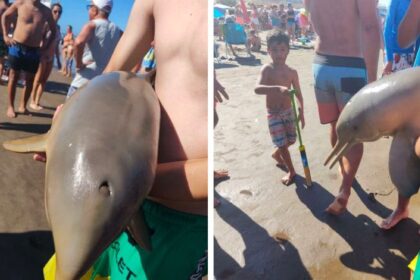 Delfín muere en Argentina tras ser retirado del agua para una foto